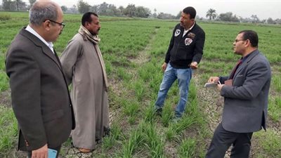 اللجنة القومية للقمح تتفقد الحقول بقرى الفيوم