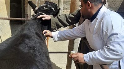 تحصين 105 ألف رأس ماشية ضد أمراض الحمى القلاعية والوادي المتصدع ببني سويف