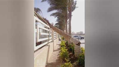 سقوط أشجار وأعمدة كهرباء بسبب الطقس السيء الشرقية