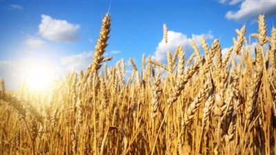 زراعة القليوبية: حصاد 2655 فدان قمح وتوريد 8 أطنان و357 كيلو للصوامع