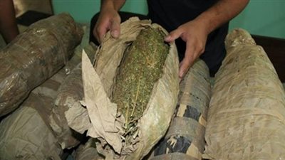 خلال حملات مكبرة.. ضبط 13 كيلو من البانجو المخدر