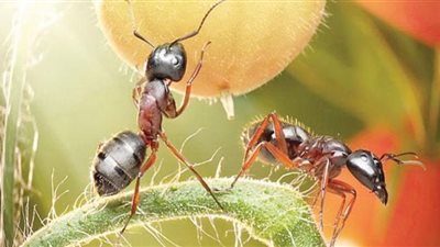 شاهد.. أغرب الظواهر الطبيعية التي يقوم بها النمل