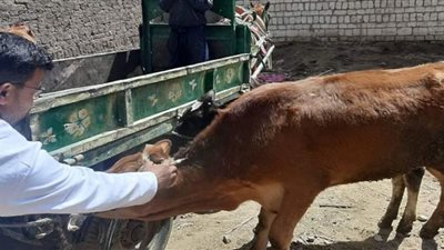 تحصين 94 ألف من الثروة الحيوانية ضد أمراض الوادي المتصدع و الحمى القلاعية ببني سويف