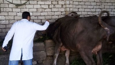 محافظة الغربية تعلن انتهاء الحملة القومية الأولى للتحصين ضد الحمى القلاعية