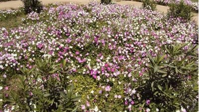 حدائق الشرقية تتزين استعدادًا للاحتفال بعيد الفطر