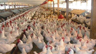 كيلو الفراخ البيضاء بـ 42 و البانيه 100 جنيهًا أسعار الدواجن اليوم الأحد 1 مايو بالمنيا