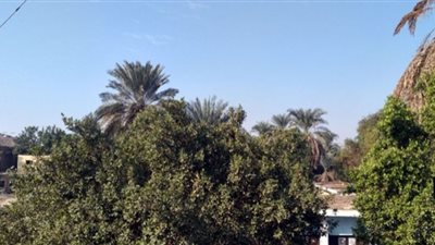 شمس ساطعة نهارًا وانخفاض درجة الحرارة ليلًا بأسوان