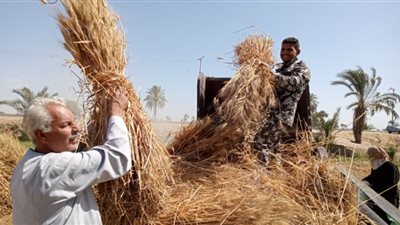 يا ريت تخفضوا سعر القمح.. أغرب طلب لفلاحة مصرية