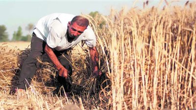 هموم الفلاحين.. على أجندة الحكومة| قطاع الزراعة ركيزة أساسية فى الاقتصاد المحلى