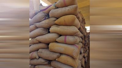 رئيس مدينة بني سويف يتابع انتظام العمل بشون وصوامع توريد القمح