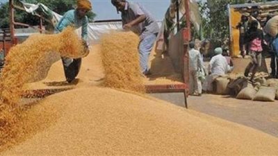 عوض الله عن مزارعي القليوبية: يُوردون القمح لصوامع دولة لأنه واجب وطني