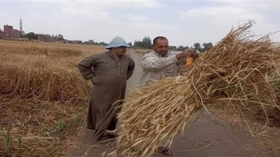زراعة الشرقية: عينات القمح بههيا جيدة ومبشرة بالخير