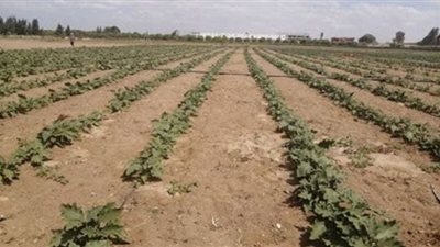 زراعة الشرقية: نفذنا 103 طلب للتحول لنظم الري الحديث