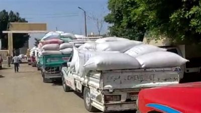 توريد 12 ألف طن من القمح المحلي للصوامع والشون ببني سويف