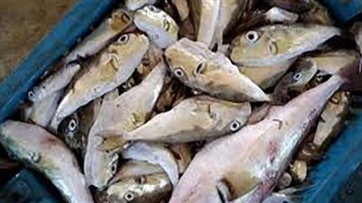 بعد تسمم 5 أشخاص منها.. كل ما تريد معرفته عن سمكة الأرنب