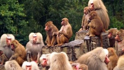 بعد ظهور أول حالة.. كل ما تريد معرفته عن مرض جدري القرود