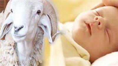 ما الكيفية الصحيحة لتوزيع عقيقة المولود؟