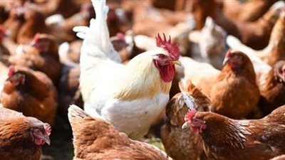 استقرار أسعار بيع الدواجن بأسواق المنيا