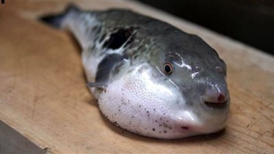 فيديو.. لماذا تصيب سمكة الأرنب بالتسمم في الحال؟