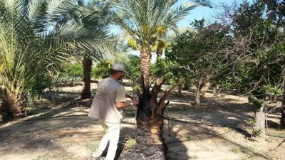 زراعة قنا تفحص 581 ألفًا و760 نخلة