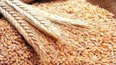 القارة السمراء تلجأ لبدائل عن القمح.. وكندا تستثمر الأزمة بخطة زيادة