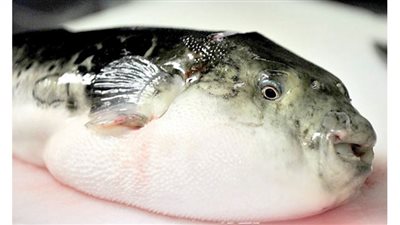 (فيديو) شلل وغيبوبة.. ماذا يحدث للجسم عند تناول سمكة الأرنب؟