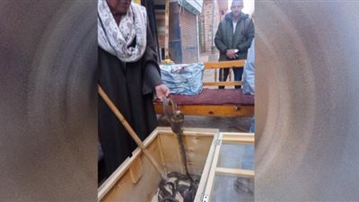 بث مباشر.. الوفد مع صائد الأفاعي الشهير فى المنيا