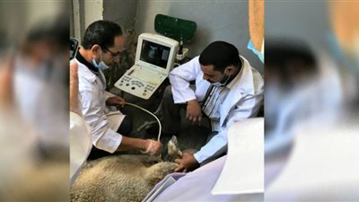 المسح التناسلي الشامل والتلقيح الإصطناعي لـ 6358 رأس ماشية بالشرقية