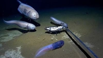 تذوب بعد 20 دقيقة.. اكتشاف سمكة الحلزون في استراليا