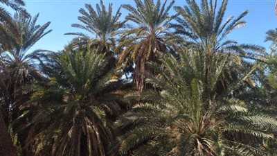 شمس مشرقة وسماء صافية.. تعرف على طقس أسوان