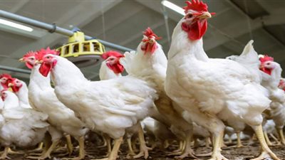 إرتفاع أسعار الدواجن البيضاء والأسماك في الأسواق بالفيوم