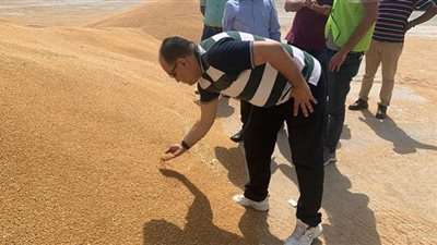 الحجر الزراعي: الهند تستثني مصر من قرار حظر صادرات القمح بسبب ارتفاع الأسعار