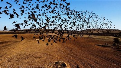 شاهد.. سقوط آلاف الطيور من السماء بسبب درجة الحرارة في الهند