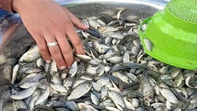 ضبط سيارتين محمل عليهما 48 ألف وحدة زريعة بلطى وطوبار