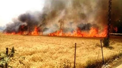 انتداب المعمل الجنائي لمعاينة حريق أرض القمح بكفر شكر