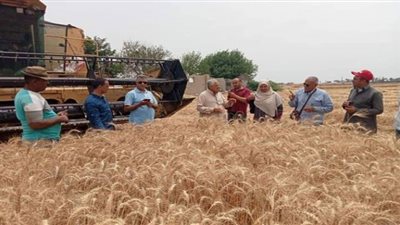 محافظ الشرقية يُتابع حصاد القمح بأحد الحقول الزراعية في الصالحية