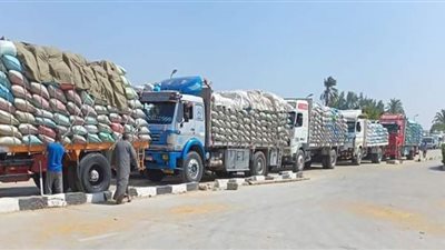 إستلام 85 ألف و700 طن قمح بصوامع ببني سويف