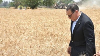 حصاد 337 ألف فدان من سنابل القمح الذهبية بالشرقية