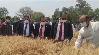 استاذ اقتصاد زراعي: مصر قادرة على تصدير القمح للعالم