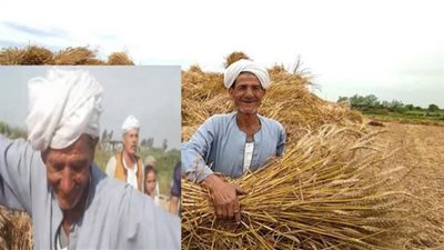 المزارع الراقص بسبب وفرة إنتاجية القمح: لما شفت المحصول مقدرتش أمسك نفسي من الفرحة