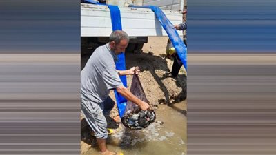إلقاء عدد نصف مليون ذريعة سمكية فى النيل بالدقهلية