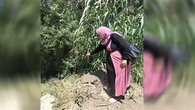 استمرار أعمال الحملة القومية لمكافحة القوارض بالشرقية