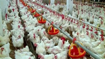 وزارة الزراعة: لدينا اكتفاء ذاتي من اللحوم البيضاء تجاوز 98% (فيديو)