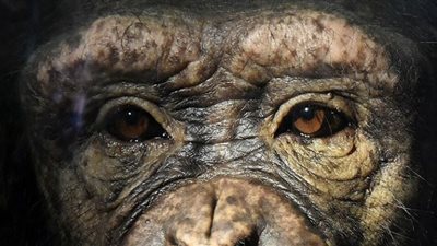 جدري القرود.. رعب يسيطر على العالم بعد التفشي السريع له| كيف ينتقل المرض