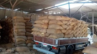 استلام 105 ألف طن قمح محلي بالصوامع والشون بنسبة 46% ببني سويف