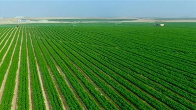 أحمد أبو اليزيد: مستقبل مصر يضم مشروع قومي لإنتاج التقاوي من المحاصيل الاستراتيجية