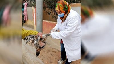 بيطري الشرقية يحصن 189ألف طائر ضد أنفلونزا الطيور والأمراض الوبائية