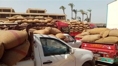 إستلام 132 ألف طن قمح بالصوامع والشون ببني سويف