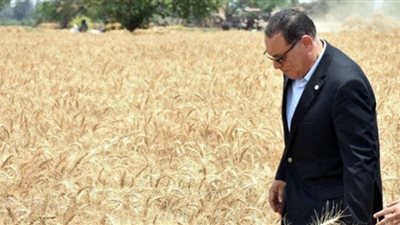 حصاد 391 ألف فدان قمح بحقول محافظة الشرقية حتى الآن