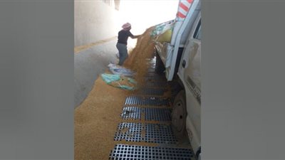 وفد مشتول يتابع توريد القمح من المزارعين للشون والصوامع